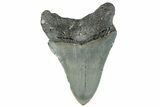 Serrated, Fossil Megalodon Tooth - North Carolina #295089-1